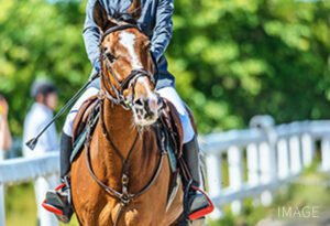 ものづくりや動物との触れ合い体験
