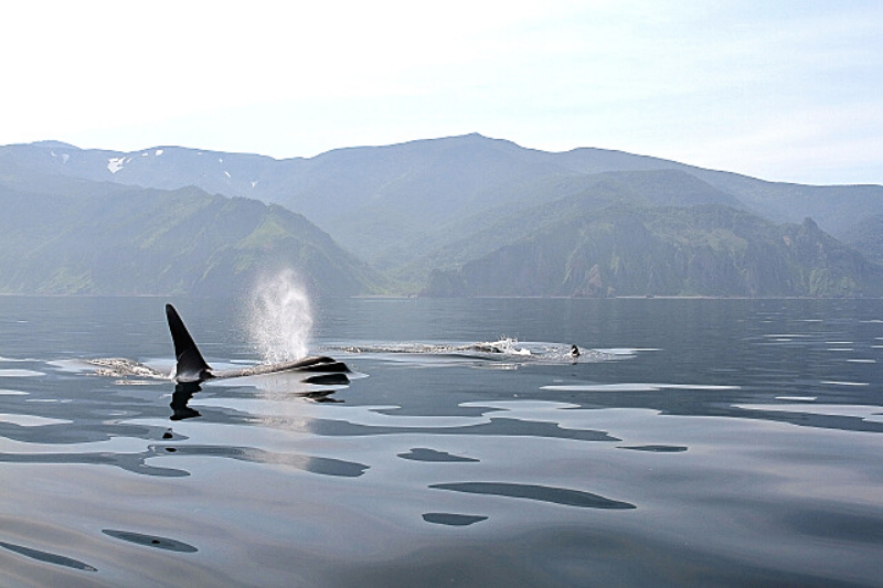 海から見る知床