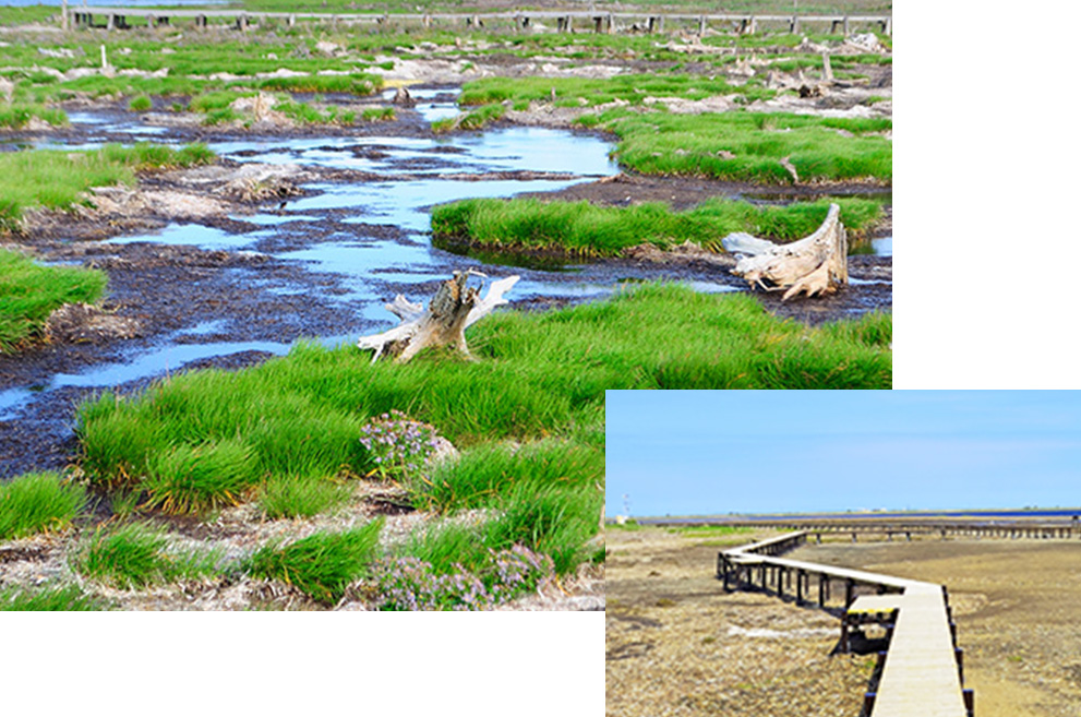 野付半島 トドワラ