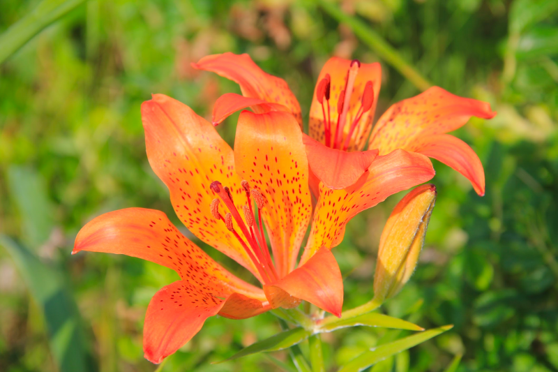 エゾスカシユリ