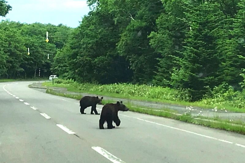 知床峠と野生動物