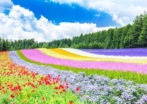 阿寒湖＆富良野観光