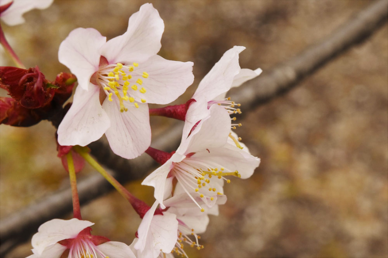 エゾヤマザクラ 