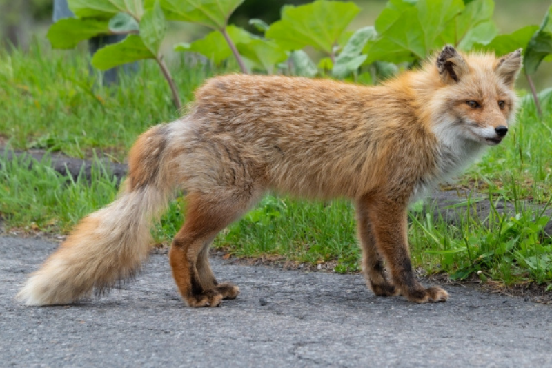 知床キタキツネ