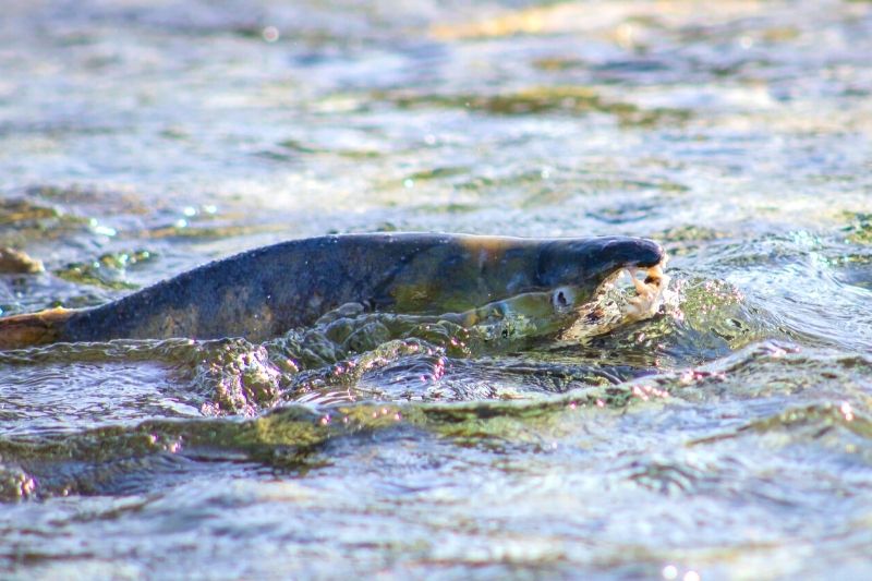 鮭の遡上